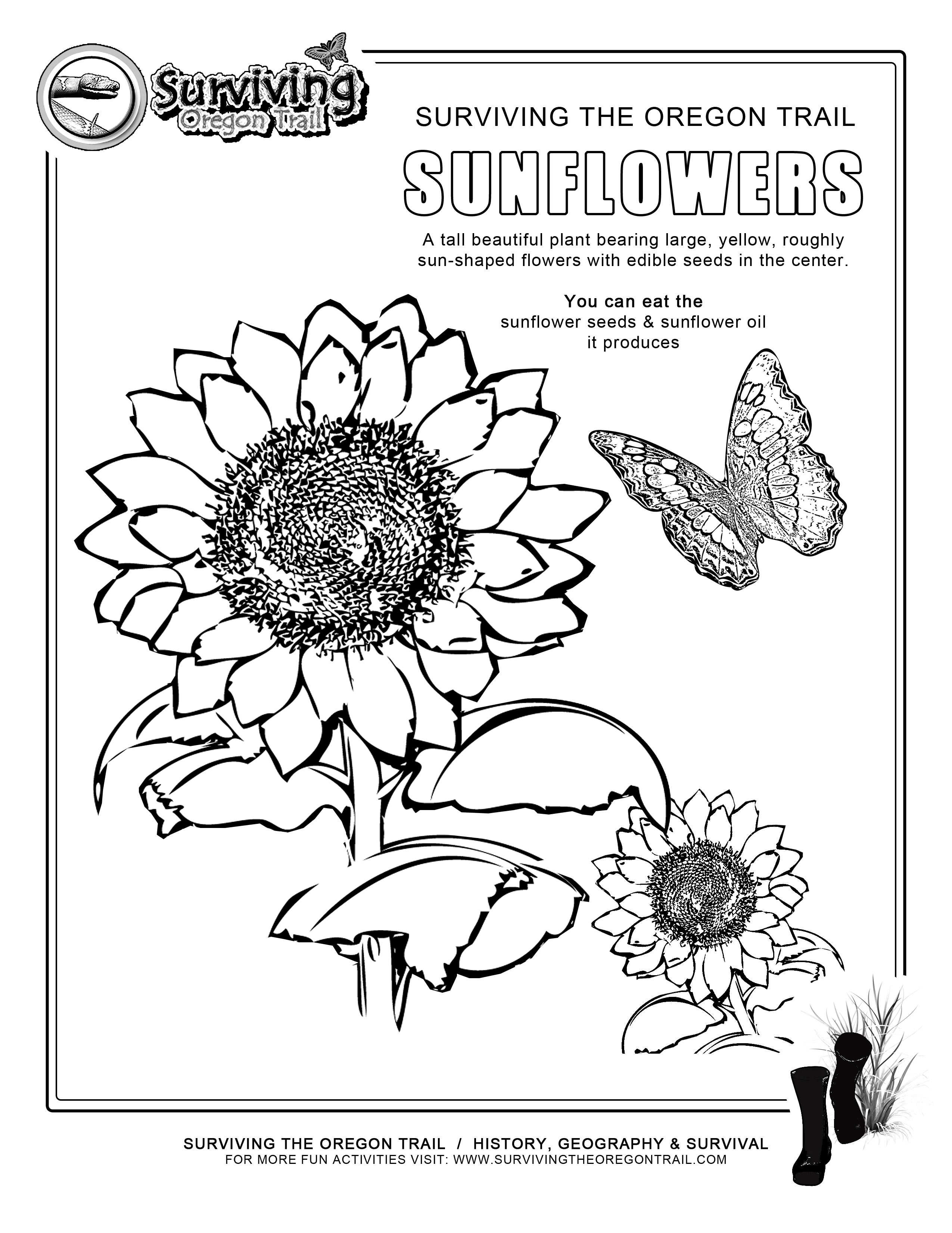 delaware state flower coloring pages